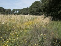NL, Noord-Brabant, Goirle, Landgoed De Hoevens 106, Saxifraga-Willem van Kruijsbergen