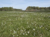 NL, Noord-Brabant, Goirle, Landgoed De Hoevens 11, Saxifraga-Willem van Kruijsbergen