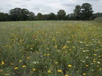 NL, Noord-Brabant, Goirle, Landgoed De Hoevens 112, Saxifraga-Willem van Kruijsbergen