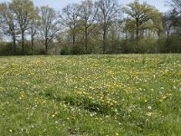 NL, Noord-Brabant, Goirle, Landgoed De Hoevens 2, Saxifraga-Willem van Kruijsbergen