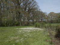 NL, Noord-Brabant, Goirle, Landgoed De Hoevens 5, Saxifraga-Willem van Kruijsbergen