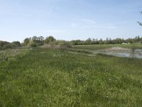 NL, Noord-Brabant, Goirle, Landgoed De Hoevens 6, Saxifraga-Willem van Kruijsbergen