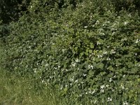 NL, Noord-Brabant, Goirle, Landgoed De Hoevens 60, Saxifraga-Willem van Kruijsbergen