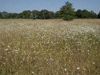 NL, Noord-Brabant, Goirle, Landgoed De Hoevens 62, Saxifraga-Willem van Kruijsbergen