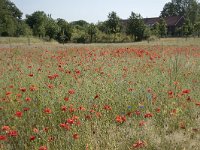 NL, Noord-Brabant, Goirle, Landgoed De Hoevens 66, Saxifraga-Willem van Kruijsbergen