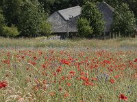 NL, Noord-Brabant, Goirle, Landgoed De Hoevens 67, Saxifraga-Willem van Kruijsbergen