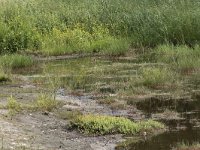 NL, Noord-Brabant, Goirle, Landgoed De Hoevens 73, Saxifraga-Willem van Kruijsbergen