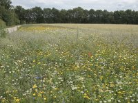 NL, Noord-Brabant, Goirle, Landgoed De Hoevens 76, Saxifraga-Willem van Kruijsbergen