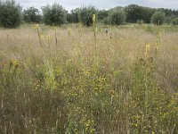 NL, Noord-Brabant, Goirle, Landgoed De Hoevens 78, Saxifraga-Willem van Kruijsbergen