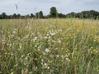 NL, Noord-Brabant, Goirle, Landgoed De Hoevens 80, Saxifraga-Willem van Kruijsbergen