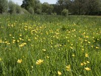 NL, Noord-Brabant, Goirle, Landgoed De Hoevens 97, Saxifraga-Willem van Kruijsbergen