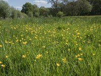 NL, Noord-Brabant, Goirle, Landgoed De Hoevens 98, Saxifraga-Willem van Kruijsbergen