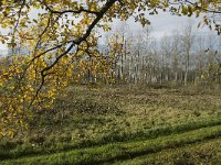 NL, Noord-Brabant, Valkenswaard, Pelterheggen 4, Saxifraga-Marijke Verhagen