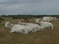 NL, Zuid-Holland, Goeree-Overflakkee, Oosterduin 2, Saxifraga-Jan van der Straaten