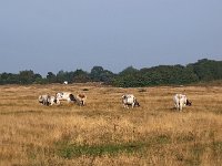 NL, Zuid-Holland, Goeree-Overflakkee, Westduinen 5, Saxifraga-Hans Dekker