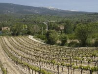 F, Vaucluse, Bedoin, Mont Ventoux 44, Saxifraga-Willem van Kruijsbergen