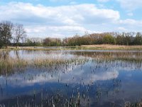 NL, Noord-Brabant, Bergeijk, Visvijvers Bergeijk (Liskes) 15, Saxifraga-Tom Heijnen