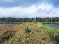 NL, Noord-Brabant, Bergeijk, Visvijvers Bergeijk (Liskes) 16, Saxifraga-Tom Heijnen