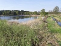 NL, Noord-Brabant, Bergeijk, Visvijvers Bergeijk (Liskes) 7, Saxifraga-Tom Heijnen