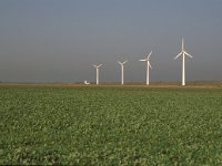 NL, Zeeland, Schouwen-Duivenland, Polder Dreischor 1, Saxifraga-Jan van der Straaten