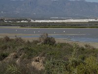 E, Almeria, Nijar, Cabo de Gata 77, las Salinas, Saxifraga-Willem van Kruijsbergen