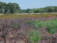 NL, Noord-Brabant, Goirle, Regte Heide, burning place 4, Saxifraga-Willem van Kruijsbergen