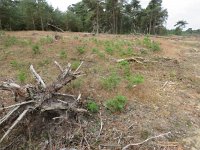 NL, Gelderland, Ede, Hoge  Veluwe 6, Saxifraga-Mark Zekhuis