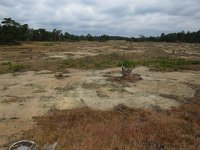 NL, Gelderland, Ede, Hoge  Veluwe 8, Saxifraga-Mark Zekhuis