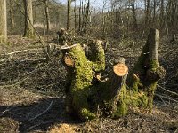 NL, Noord-Brabant, Oirschot, De Mortelen 20, Saxifraga-Jan van der Straaten