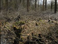 NL, Noord-Brabant, Oirschot, De Zwarte Voorten 10, Saxifraga-Marijke Verhagen