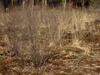 NL, Noord-Brabant, Oirschot, Woekens 10, Saxifraga-Jan van der Straaten