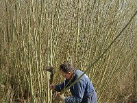 NL, Noord-Brabant, Werkendam, Spieringpolder 2, Saxifraga-Jan van der Straaten