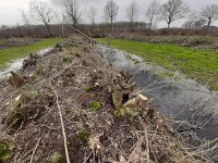 NL, Overijssel, Staphorst, Avereest 3, Saxifraga-Mark Zekhuis