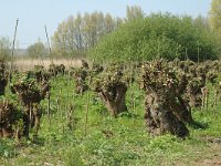 NL, Zuid-Holland, Dordrecht, Oeverlanden Nieuwe Merwede 4, Saxifraga-Jan van der Straaten