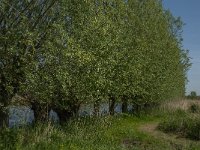 NL, Zuid-Holland, Dordrecht, Oosthaven 10, Saxifraga-Jan van der Straaten