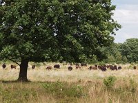 NL, Drenthe, Aa en Hunze, Tweelingen 4, Saxifraga-Hans Dekker