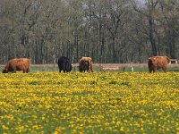 NL, Drenthe, Coevorden, Geeserstroom 8, Saxifraga-Hans Dekker