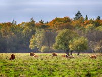 NL, Drenthe, Coevorden, Mepperhooilanden 10, Saxifraga-Hans Dekker