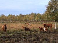 NL, Drenthe, Emmen, Bargerveen 139, Saxifraga-Hans Boll