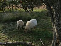 NL, Drenthe, Midden-Drenthe, Brunstingerplassen 3, Saxifraga-Hans Boll