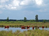 NL, Drenthe, Midden-Drenthe, Mantingerveld, Hullenzand 1, Saxifraga-Hans Dekker