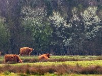 NL, Drenthe, Midden-Drenthe, Vossenberg 19, Saxifraga-Hans Dekker