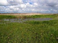 NL, Drenthe, Noordenveld, Polder Matsloot 5, Saxifraga-Hans Dekker