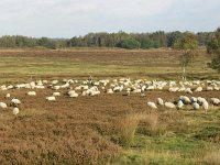 NL, Drenthe, Westerveld, Havelterberg 15, Saxifraga-Hans Dekker