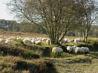 NL, Drenthe, Westerveld, Havelterberg 18, Saxifraga-Hans Dekker