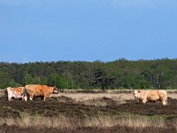 NL, Drenthe, Westerveld, Kraloerheide 25, Saxifraga-Hans Dekker