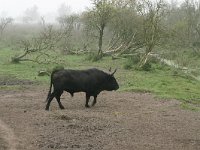 NL, Flevoland, Lelystad, Oostvaardersplassen 3, Saxifraga-Hans Boll