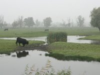 NL, Flevoland, Lelystad, Oostvaardersplassen 5, Saxifraga-Hans Boll