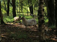 NL, Friesland, Opsterland, Bakkeveen 18, Saxifraga-Hans Boll