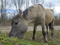 NL, Gelderland, Berg en Dal, Millingerwaard 9, Saxifraga-Tom Heijnen